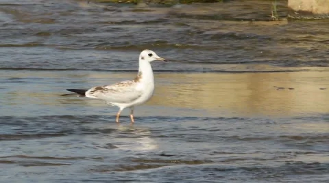 Black-headed Gull on water / Larus ridibundus / Chroicocephalus ridibundus Stock Footage 40366670