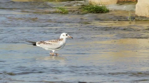 Black-headed Gull on water / Larus ridibundus / Chroicocephalus ridibundus Stock Footage 40366696