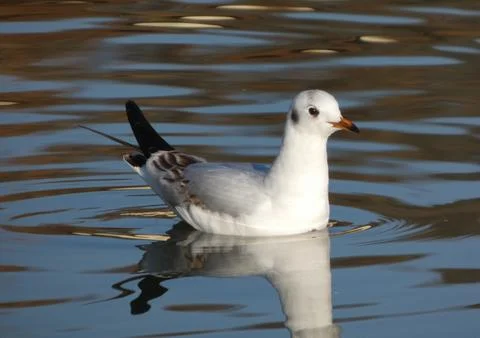 Black Headed Gull (White Head) Stock Photos