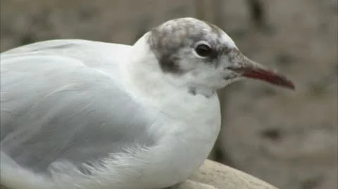 Black Headed Gull In Wind Video stock 8873414