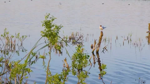 Black-headed Gull on Wooden Post in Ros River, Ukraine at Sunset (or Sunrise) Stock Footage 326272628