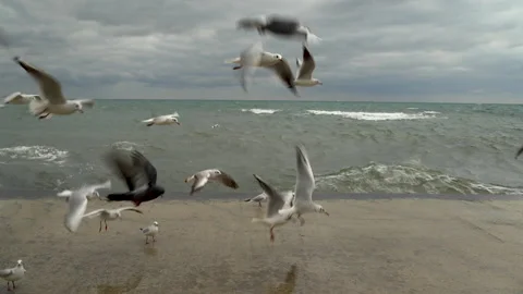 Black-headed gulls and doves on a pier near the sea. Day, sea waves. Video stock 143182733