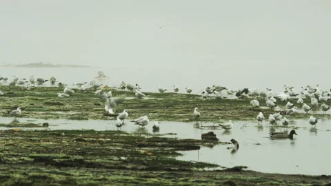 Black-Headed Gulls and Ducks. Adult Winter Plumage Stock Footage 87944873