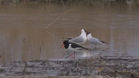 Black-headed gulls  and Eurasian oystercatcher (Haematopus ostralegus) walk Stock Footage 283583526