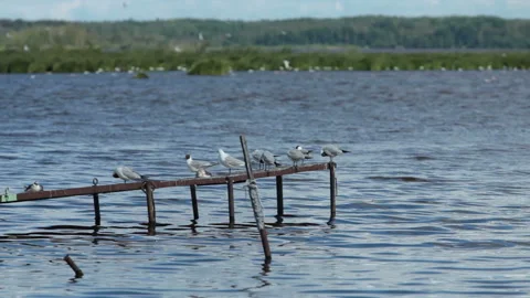 Black-headed gulls basking Stock Footage 116020769