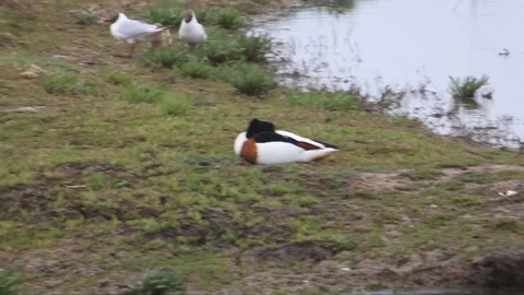 Black headed gulls with chicks Video stock 95728511