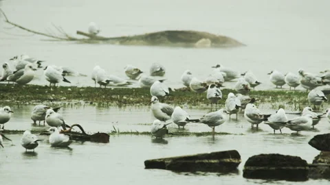 Black-Headed Gulls Cleaning their Feathers With Bills Stock Footage 87945177