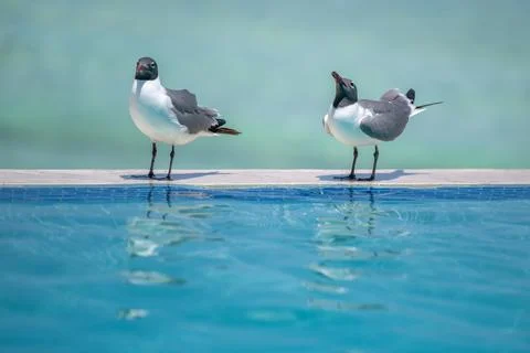 Black headed gulls drinking from a pool edge Aruba Stock Photos