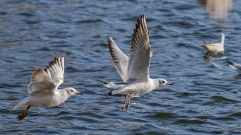 Black-Headed Gulls in Dynamic Low Flight Over choppy Blue Water Surface. Stock Photos