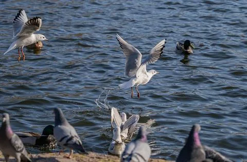Black-Headed Gulls in Dynamic Low Flight Over choppy Blue Water Surface. Stock Photos