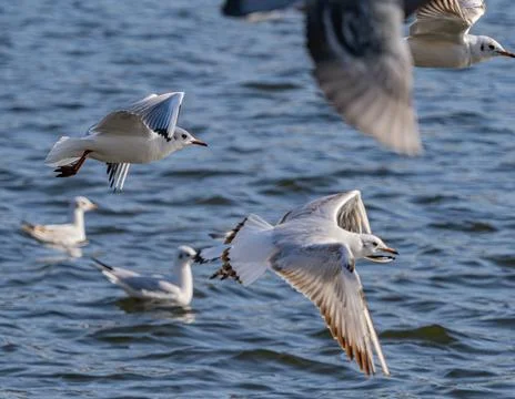 Black-Headed Gulls in Dynamic Low Flight Over choppy Blue Water Surface. Stock Photos