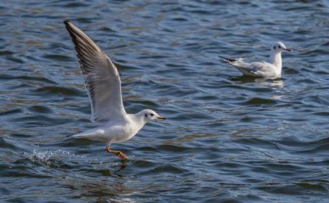 Black-Headed Gulls in Dynamic Low Flight Over choppy Blue Water Surface. Stock Photos