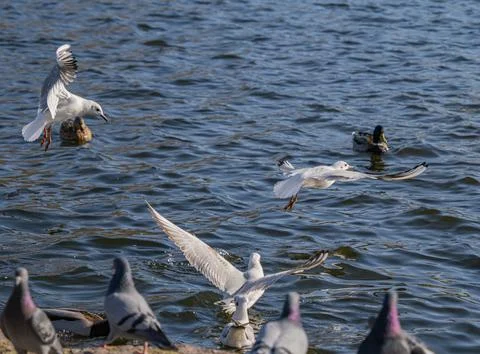 Black-Headed Gulls in Dynamic Low Flight Over choppy Blue Water Surface. Stock Photos