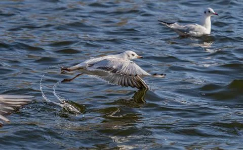 Black-Headed Gulls in Dynamic Low Flight Over choppy Blue Water Surface. Stock Photos