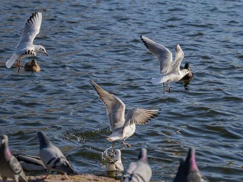 Black-Headed Gulls in Dynamic Low Flight Over choppy Blue Water Surface. Stock Photos