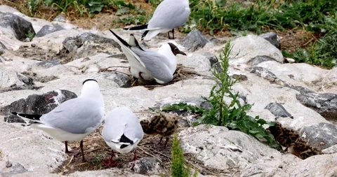 Black headed gulls with eggs and chicks Stock Footage 276698693