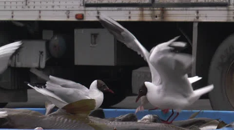 Black headed gulls feeding on fish catch Stock Footage