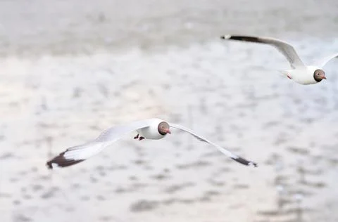 Black-headed Gulls in Flight Stock Photos