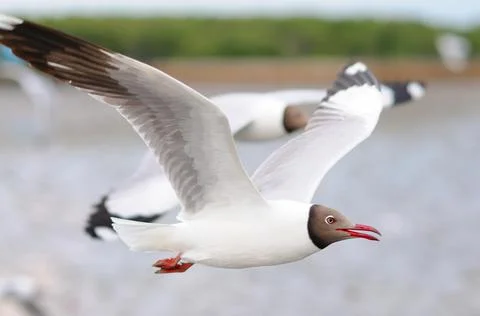 Black-headed Gulls in Flight Stock Photos