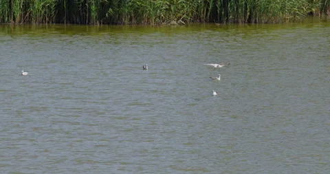 Black-headed gulls float on peaceful lake edged with reeds and others fly above Stock-Footage 262686223
