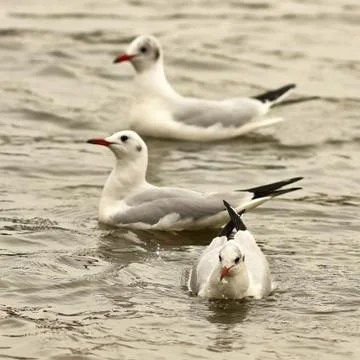 Black headed gulls floating on river ( Chroicocephalus ridibundus ) Stock Photos