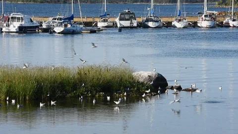 Black headed gulls Stock Footage 94367660