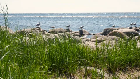 Black-headed gulls on the Gulf of Finland coast. Stock Footage
