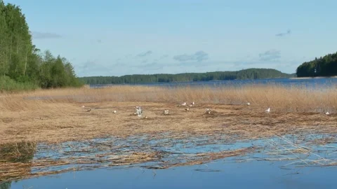 Black-headed gulls nesting in the reeds Stock Footage 196859192