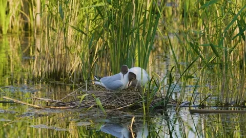 Black headed Gulls Nesting in Reeds on the Ros River, Ukraine Stock Footage 326270846