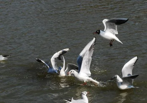 Black headed Gulls Stock Photos