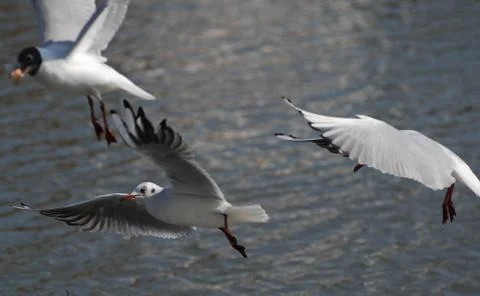Black headed Gulls Stock Photos