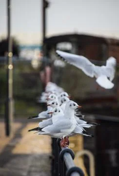 Black Headed Gulls Stock Photos