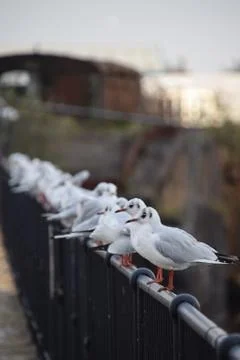 Black Headed Gulls Stock Photos