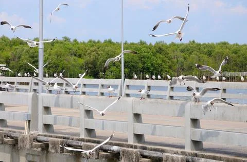 Black-headed Gulls Stock Photos