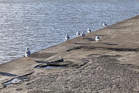 Black-Headed Gulls Stock Photos