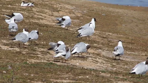 Black headed gulls preening Video stock 93593772