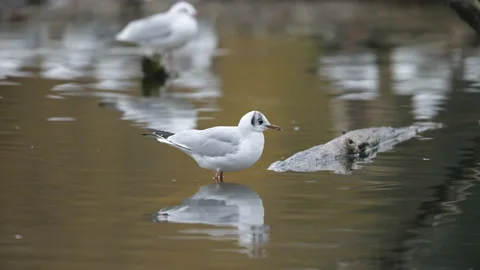 Black headed gulls resting on a piece of wood Stock Footage 168237601