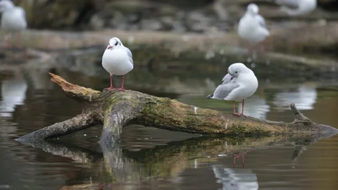 Black headed gulls resting on a piece of wood Stock Footage 168243660