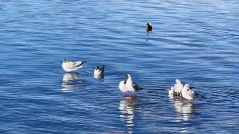 Black Headed Gulls Resting on Rocks in Blue Lake Tibet Vídeos de archivo 334709596