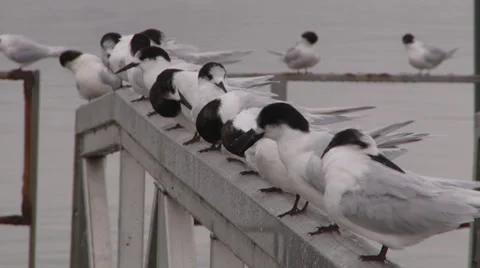 Black headed gulls in a row Stock Footage 39310246