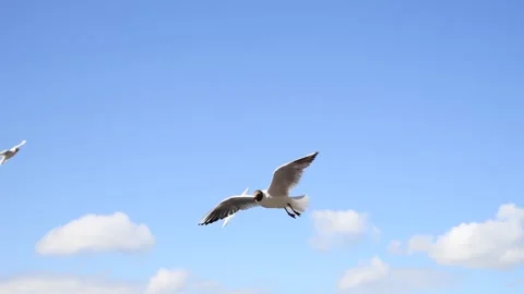 Black-headed gulls in the sky 스톡 동영상 220536688