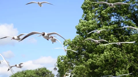 Black-headed gulls in the sky Stock Footage 220537794