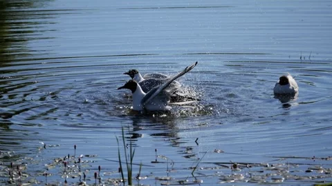 Black-headed gulls splashing and washing in a lake Stock-Footage 337739724