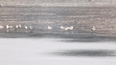 Black-headed gulls stand on the river floe on Vistula. Stock Footage 149030206