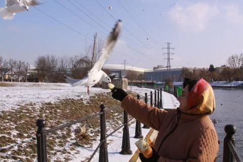 Black-headed gulls stealing bread from woman's hand Stock Photos