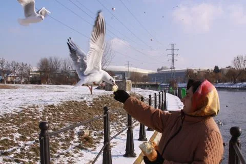 Black-headed gulls taking bread from woman's hand Foto stock