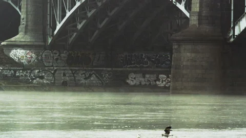 Black-Headed Gulls Under the Bridge Stock Footage 87947802