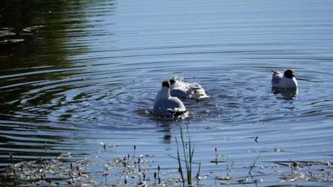 Black-headed gulls washing feathers in a pond 動画素材 337739898