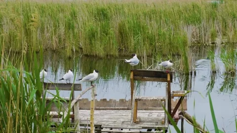Black-headed Gulls on a Wooden Platform in the Reeds of the Ros River, Ukraine Stock Footage 326271027