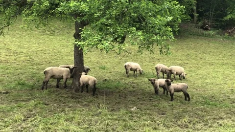 Black headed herd of sheep grazing under a tree, static shot. Video stock 156236088